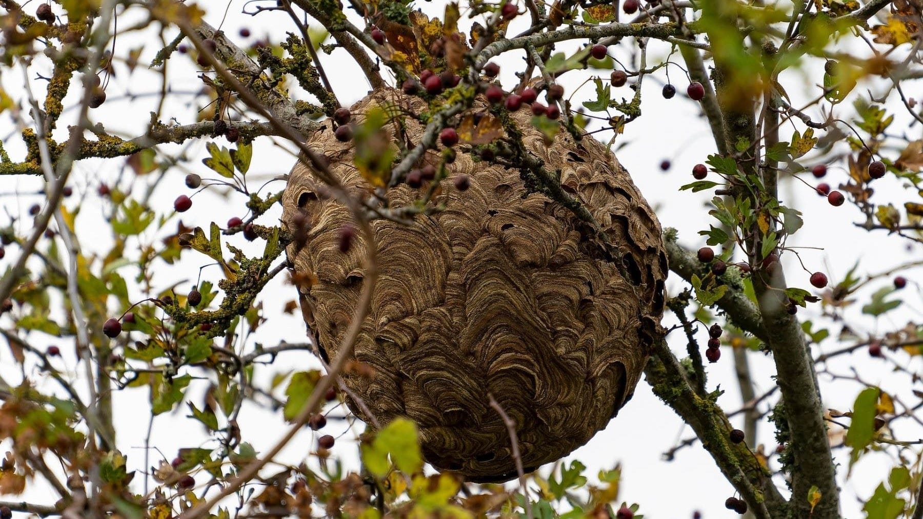 La presencia del avispón asiático crece en Asturias y supera los cinco nidos por kilómetro en zonas críticas