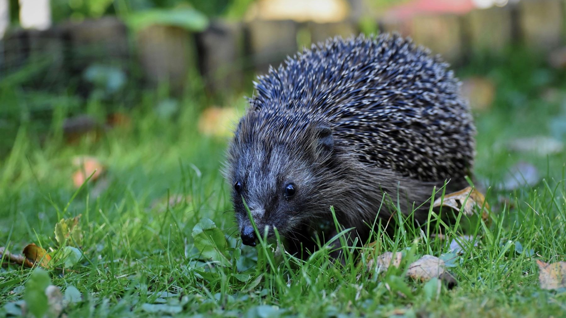 Alemania pide prohibir robots cortacésped nocturnos por muerte de erizos y fauna urbana