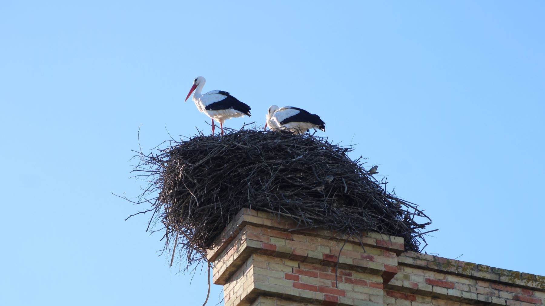 España lidera la conservación de la biodiversidad en Europa