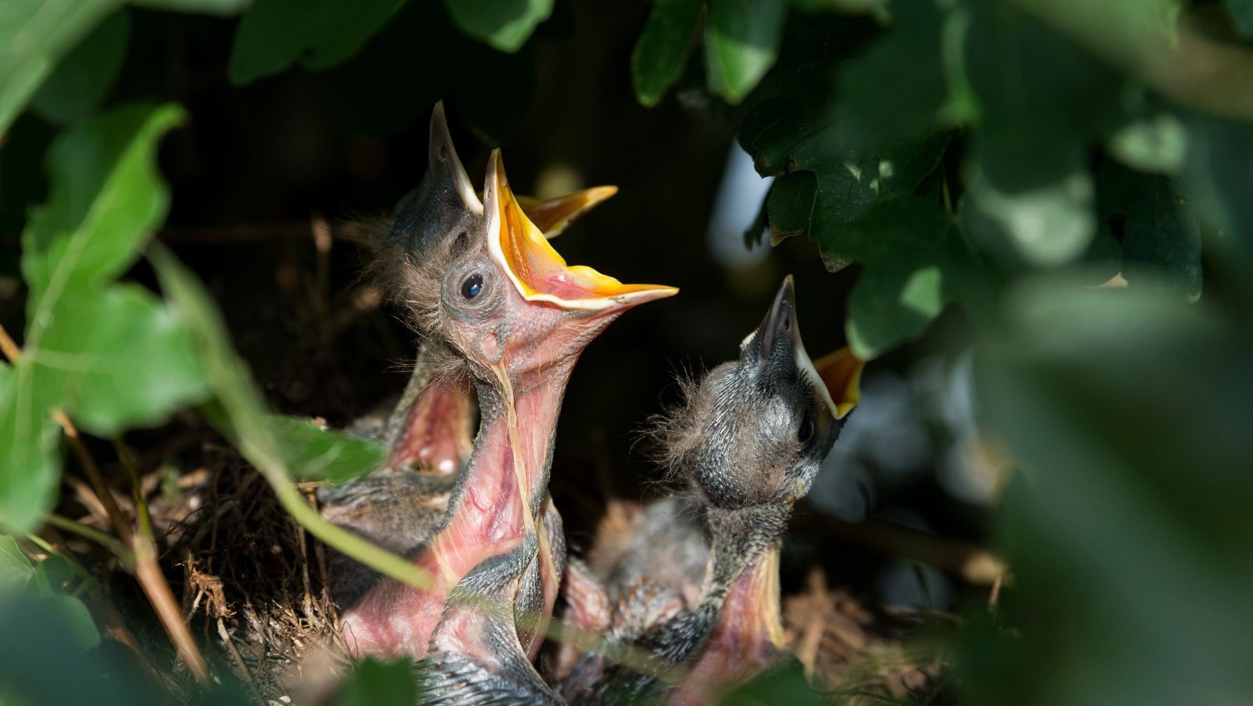 invertir más energía en la reproducción acelera el envejecimiento y reduce la longevidad codorniz