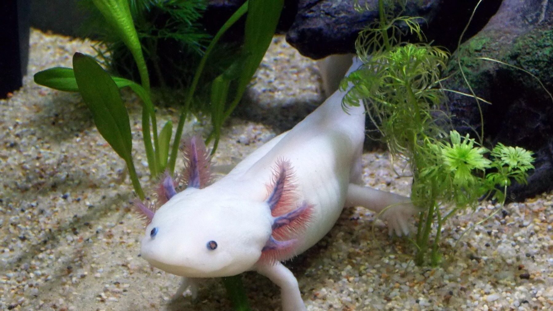 Cabello humano limpia canales de Xochimilco y revive al ajolote en México con filtros ecológicos