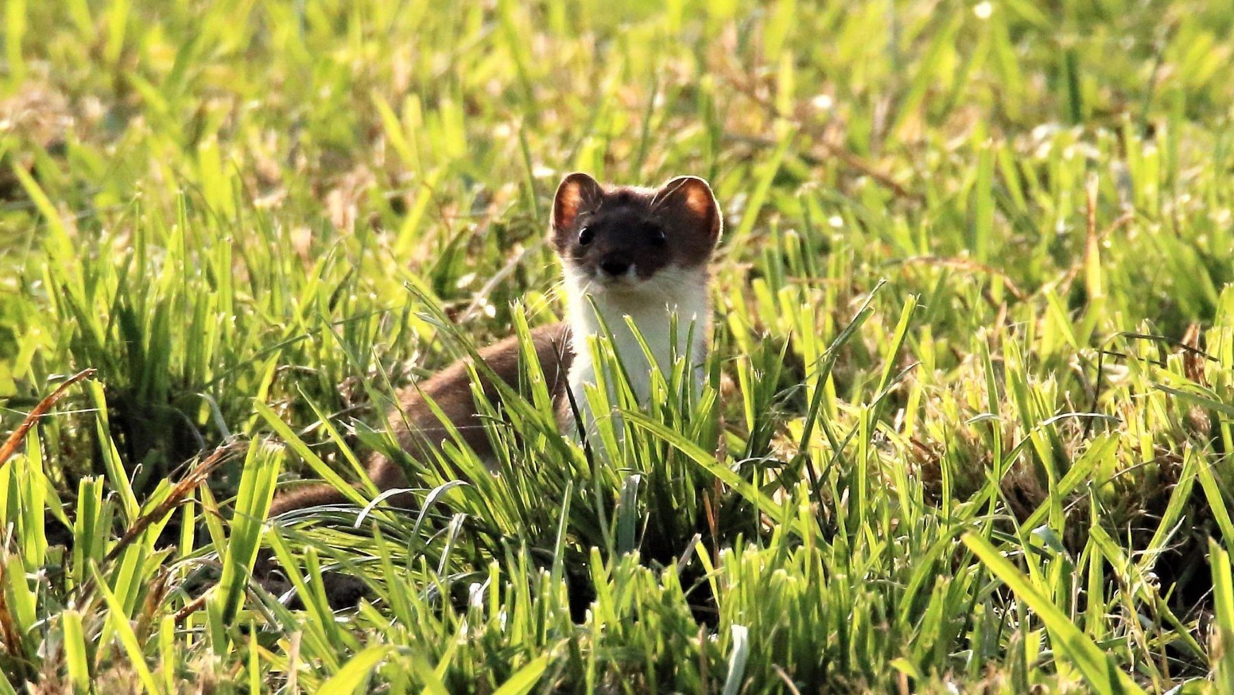descubren el origen de las comadrejas en el Mioceno con un nuevo fósil en España mandíbula fósil