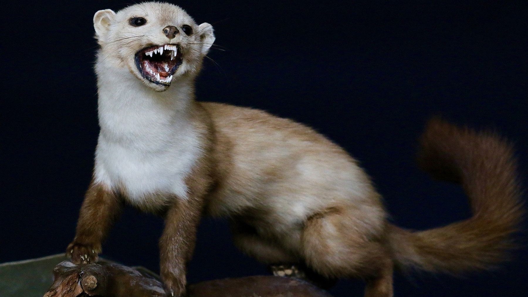 descubren el origen de las comadrejas en el Mioceno con un nuevo fósil en España mandíbula fósil