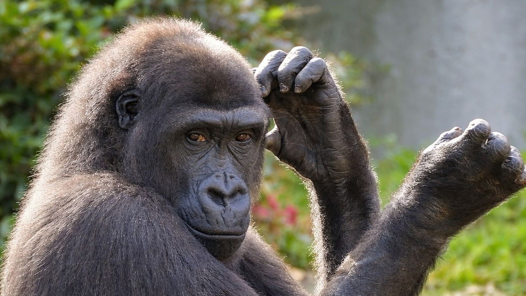 descubrimiento del Masripithecus moghraensis y origen de los simios humanos fósil mandíbula