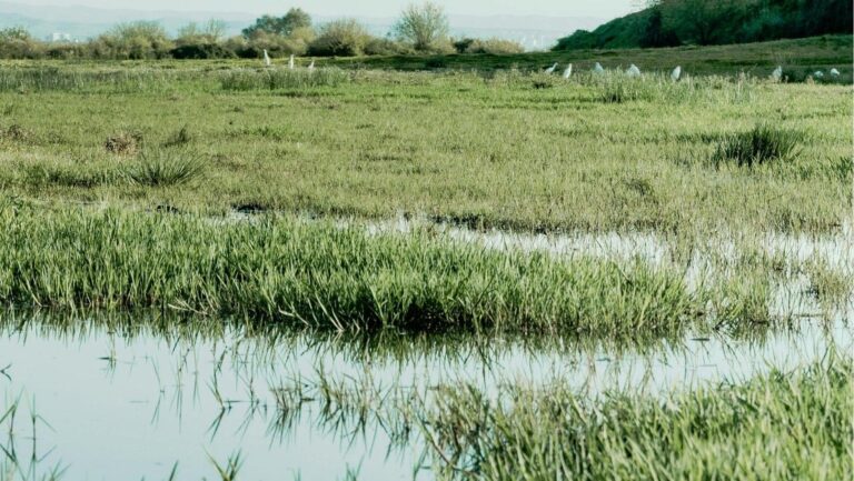 futuro de las Tablas de Daimiel sin trasvases
