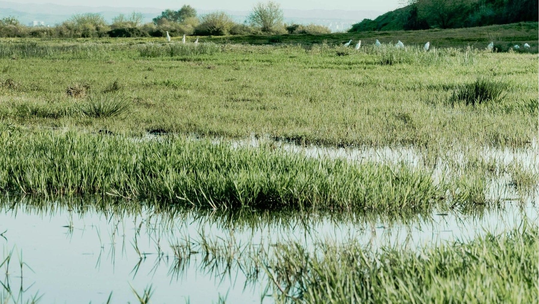 futuro de las Tablas de Daimiel sin trasvases