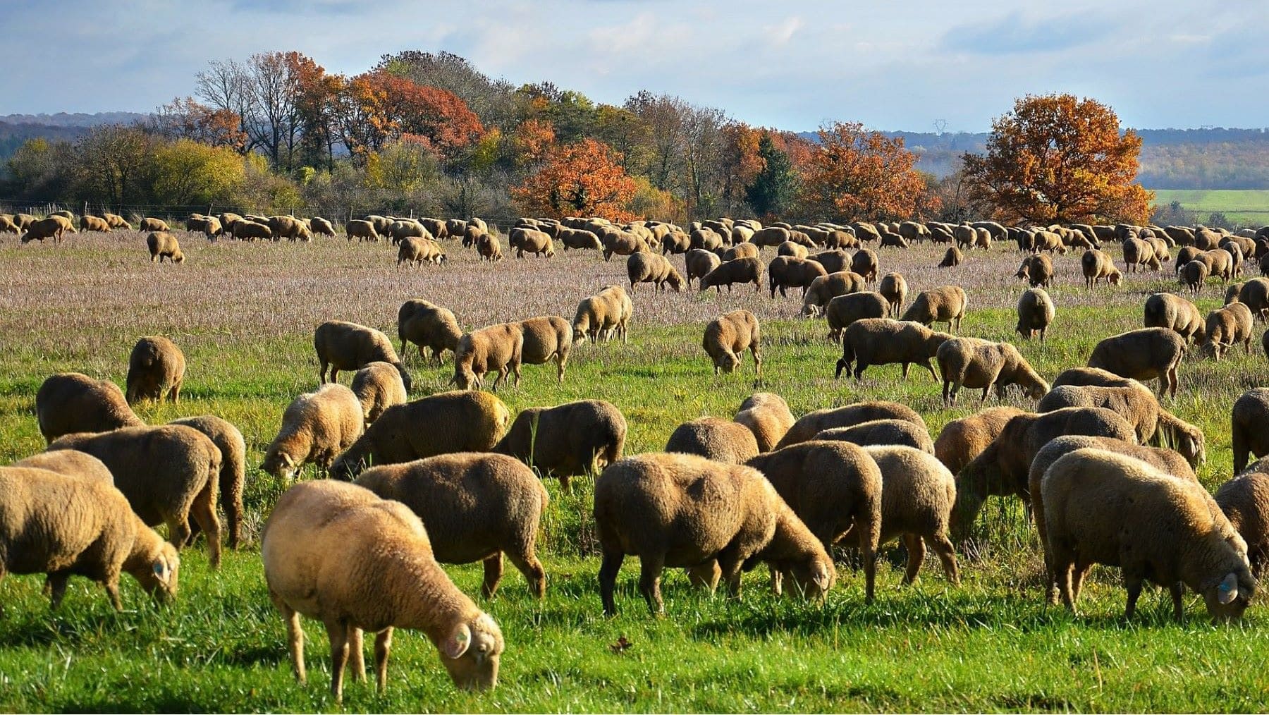 La ganadería como solución al cambio climático por su capacidad de capturar carbono