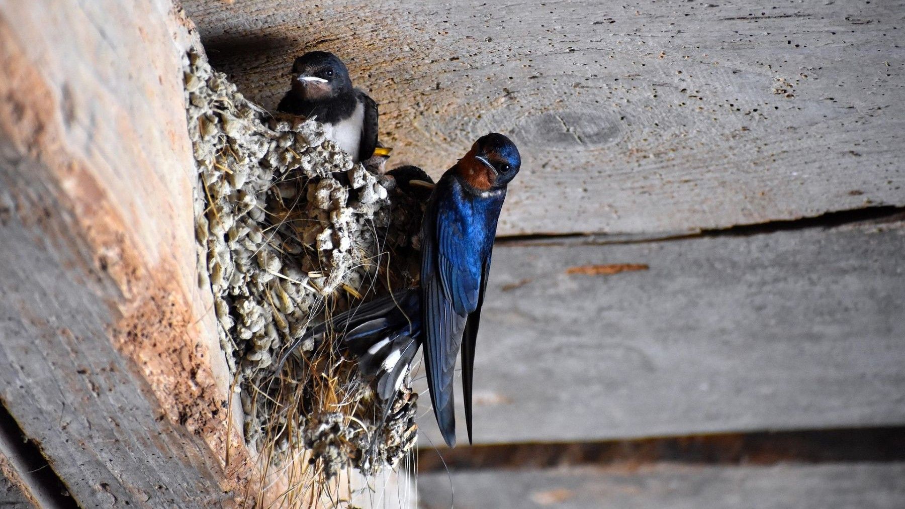 La importancia de golondrinas vencejos y aviones en Extremadura para controlar mosquitos