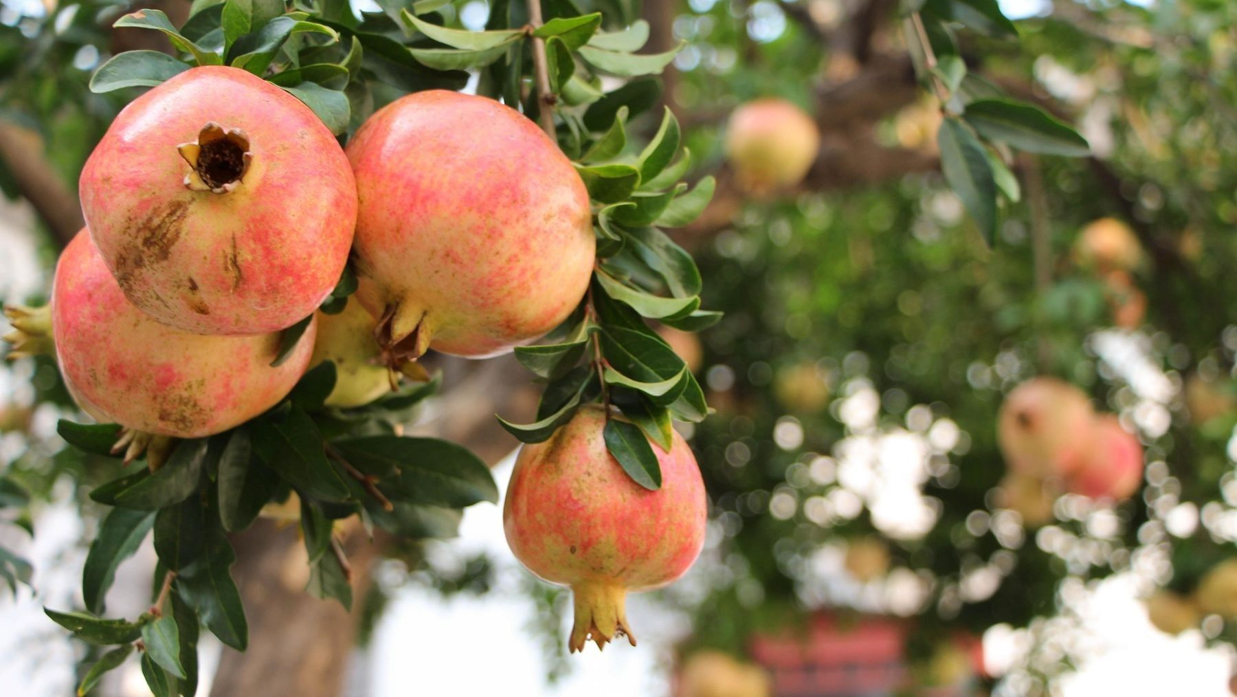 Granada mollar de Elche mejora su calidad con técnicas sostenibles frente al cambio climático