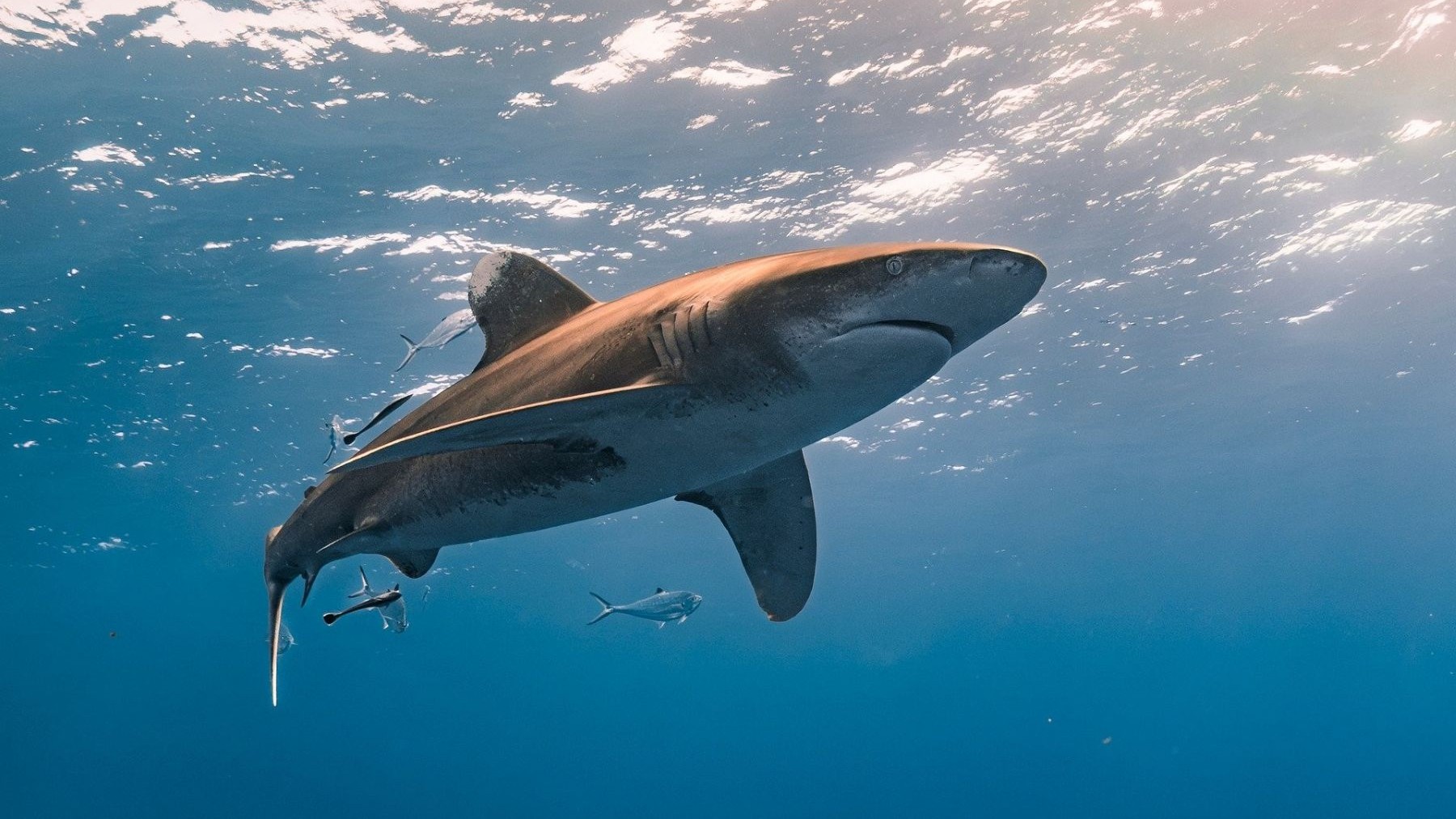 grandes peces oceánicos en riesgo por el calentamiento de los mares tiburón y atún