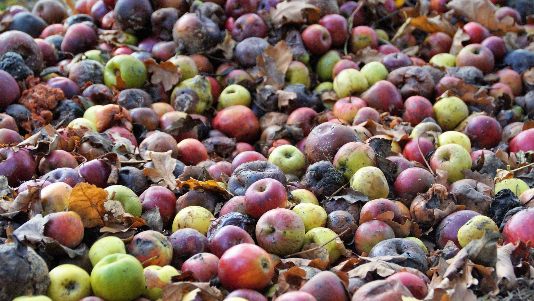 La inteligencia artificial reduce el desperdicio de alimentos a la mitad