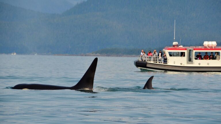 interacciones entre orcas y embarcaciones en España