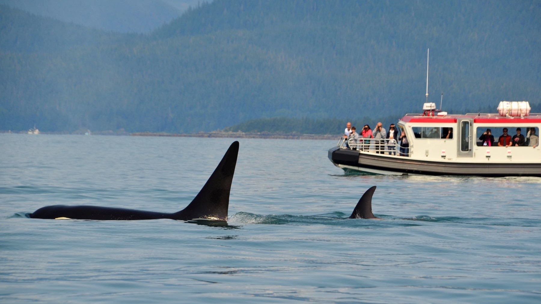 interacciones entre orcas y embarcaciones en España