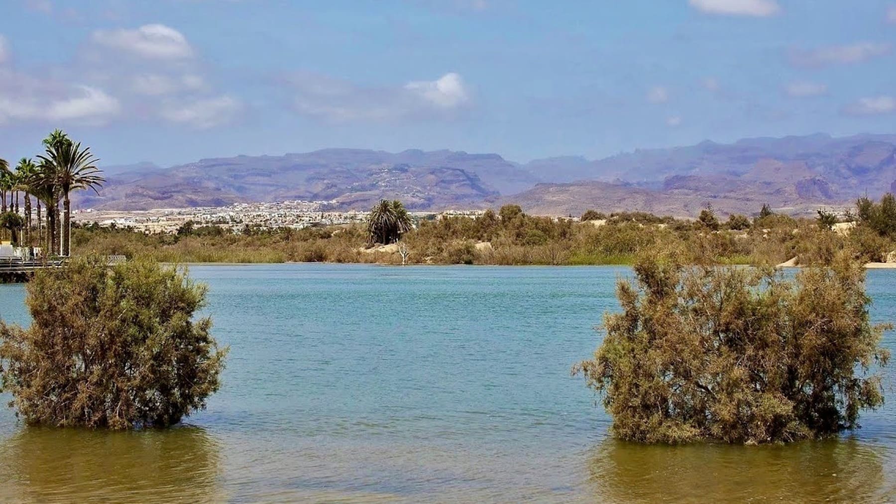 La Charca de Maspalomas se regenera tras la borrasca y recupera biodiversidad con el regreso de aves y fauna
