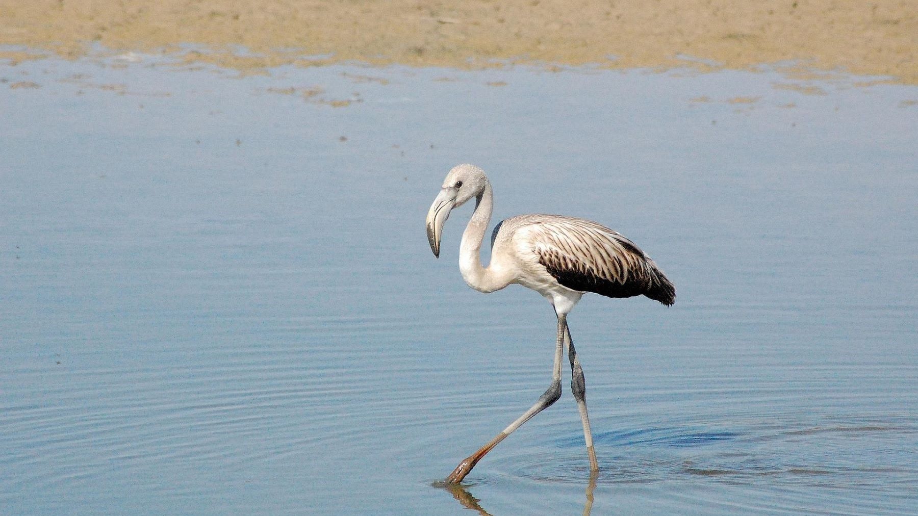 La laguna de Doñana deja de ser permanente y se seca por el cambio climático