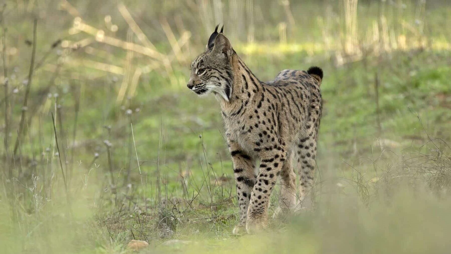 Liberan dos linces en Cuenca y refuerzan la mayor población de lince ibérico en España