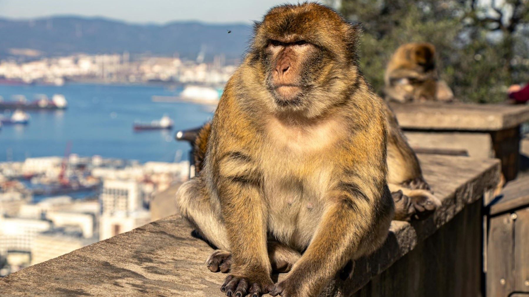 macacos de Gibraltar comen tierra por comida de turistas