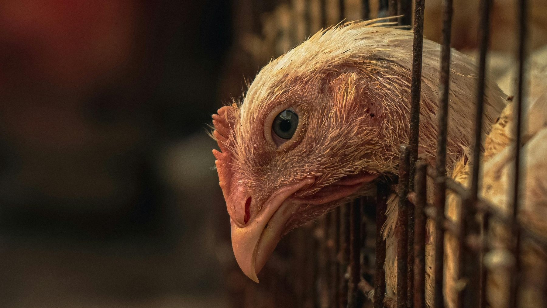 macrogranja de gallinas en Cuenca impacto ambiental granja avícola
