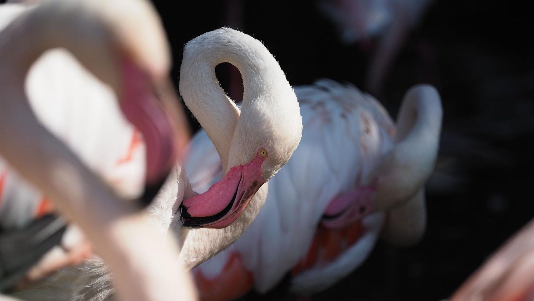 Marismas del Odiel cumplen 41 años como refugio climático clave para aves en España