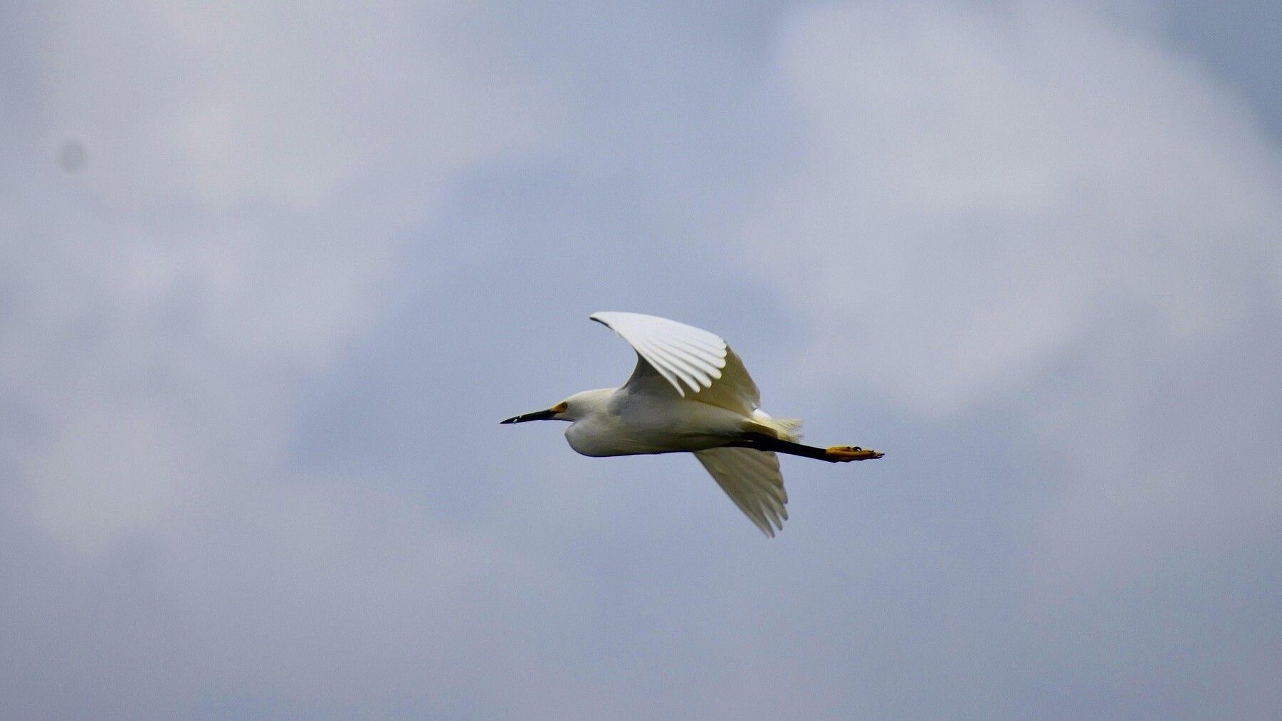 migración de aves en el Estrecho de Gibraltar alcanza cifras récord en 2025 cigüeñas
