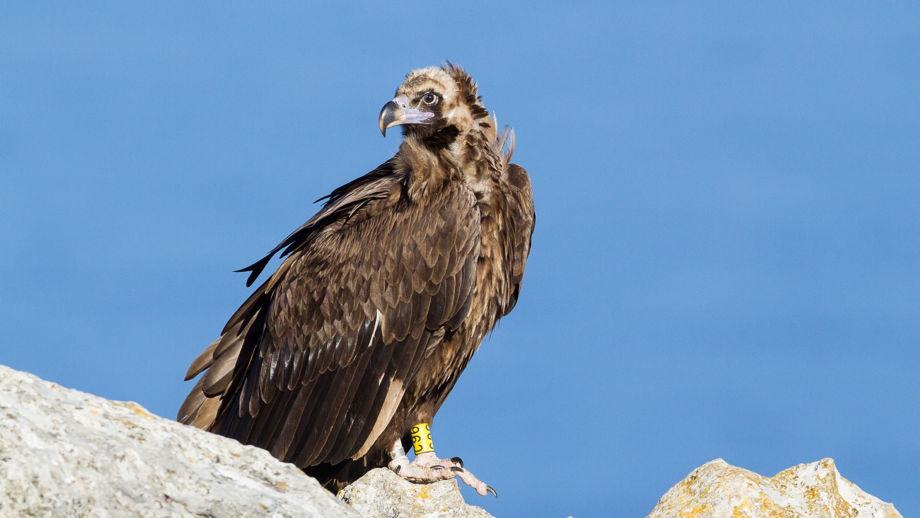 Liberan dos milanos reales tras recuperarse de disparos en Baleares