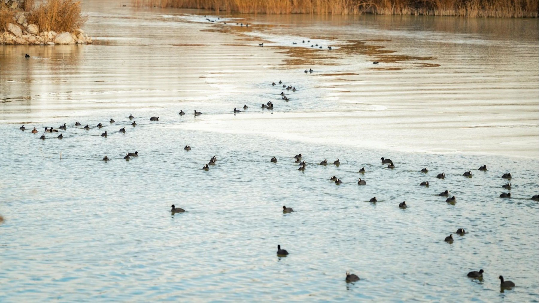 Recuperación de agua dispara aves en Las Tablas de Daimiel y especies protegidas con gran concentración de aves