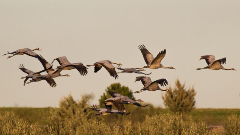 modificación de espacios protegidos en Extremadura Red Natura 2000 ZEPA