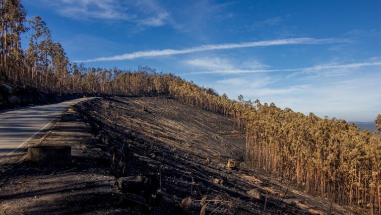 Ecologistas piden prohibir pastoreo tras incendios en Asturias para evitar beneficio