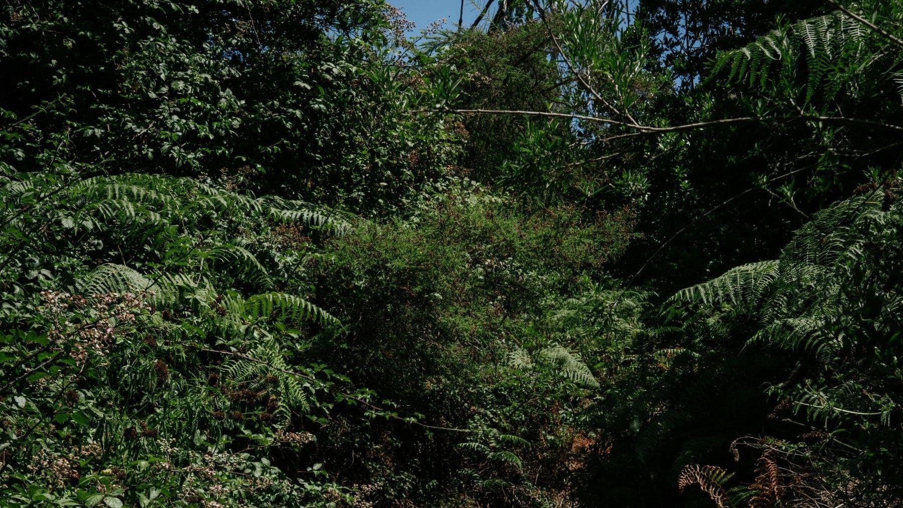 Bizkaia invierte 41 millones en montes y genera más de 6 millones con actividad forestal