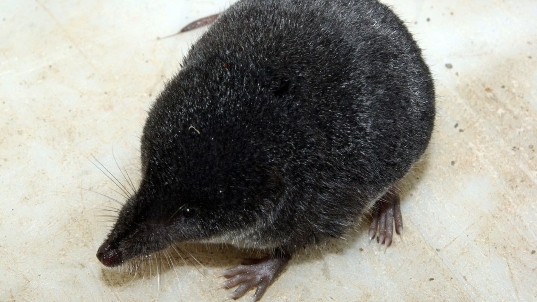 Reaparece el musgaño de Cabrera en Huelva