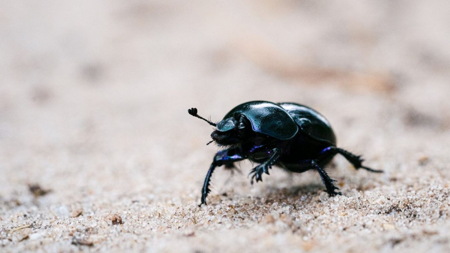 Manicho Insecto Descubren un nuevo escarabajo en el Chocó ecuatoriano y alertan del ...