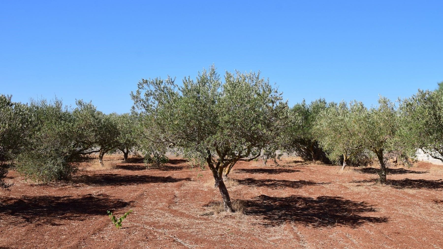 Agrivoltaica en el olivar andaluz impulsa energía solar sin afectar la producción