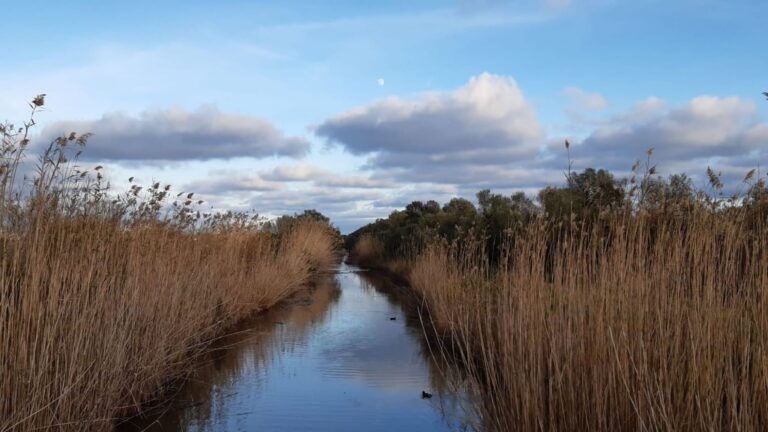 mejoras en s’Albufera de Mallorca