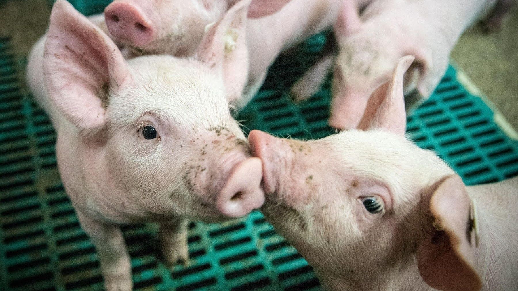 Peligro por la macrogranja de Cidones: alertan de contaminación del embalse de Soria