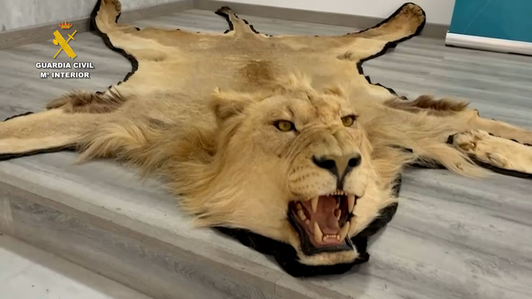 venta ilegal de pieles de león y marfil en España