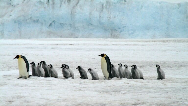 El pingüino emperador y el lobo fino antártico en peligro por el cambio climático