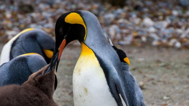 El pingüino emperador en peligro por el cambio climático