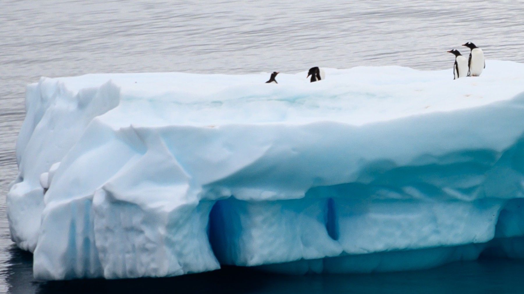 Día Mundial de los Pingüinos 2026 alerta del peligro de extinción por el cambio climático