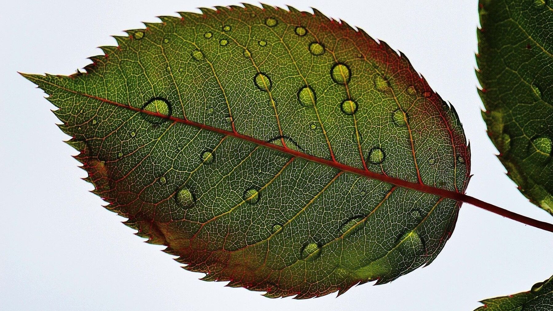 Descubren el interruptor de las plantas para resistir la sequía
