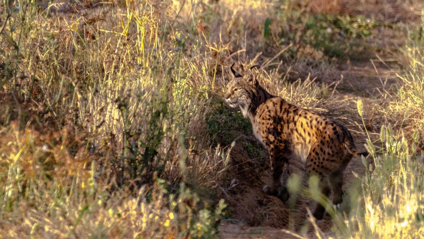 Por qué los linces matan gatos domésticos y qué dice la ciencia sobre este comportamiento natural