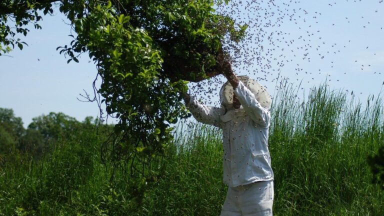 Costa Rica prohíbe insecticidas con fipronil por su impacto en abejas y salud