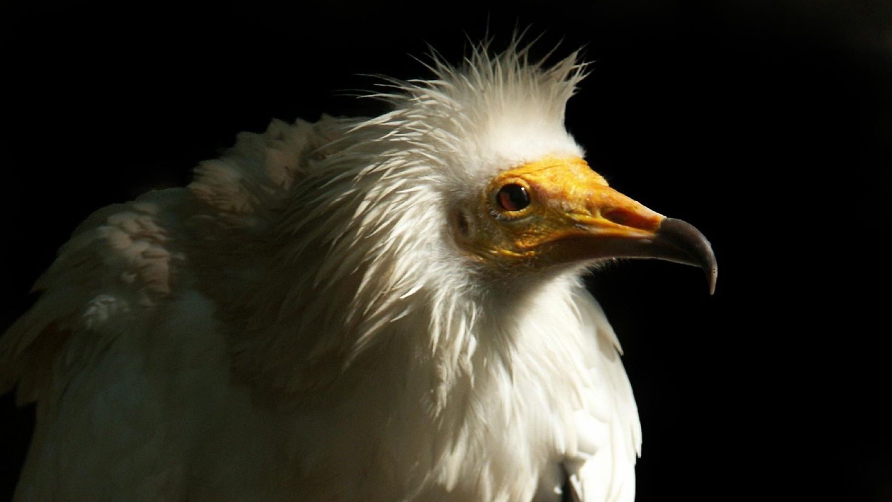 AMUS impulsa la recuperación del alimoche con un proyecto internacional de conservación