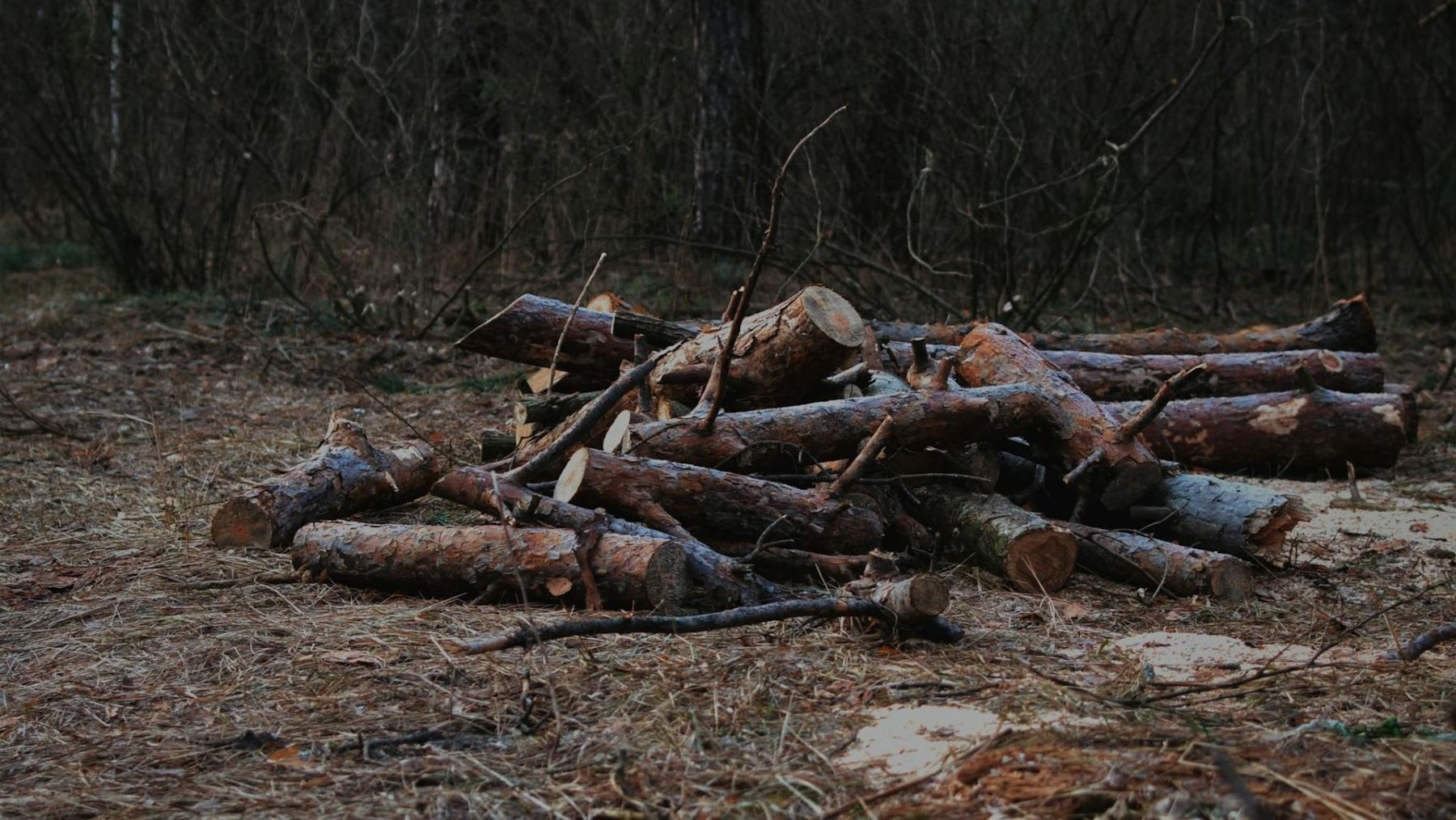 Pyrofuel convierte residuos forestales en combustibles sostenibles para aviación y transporte