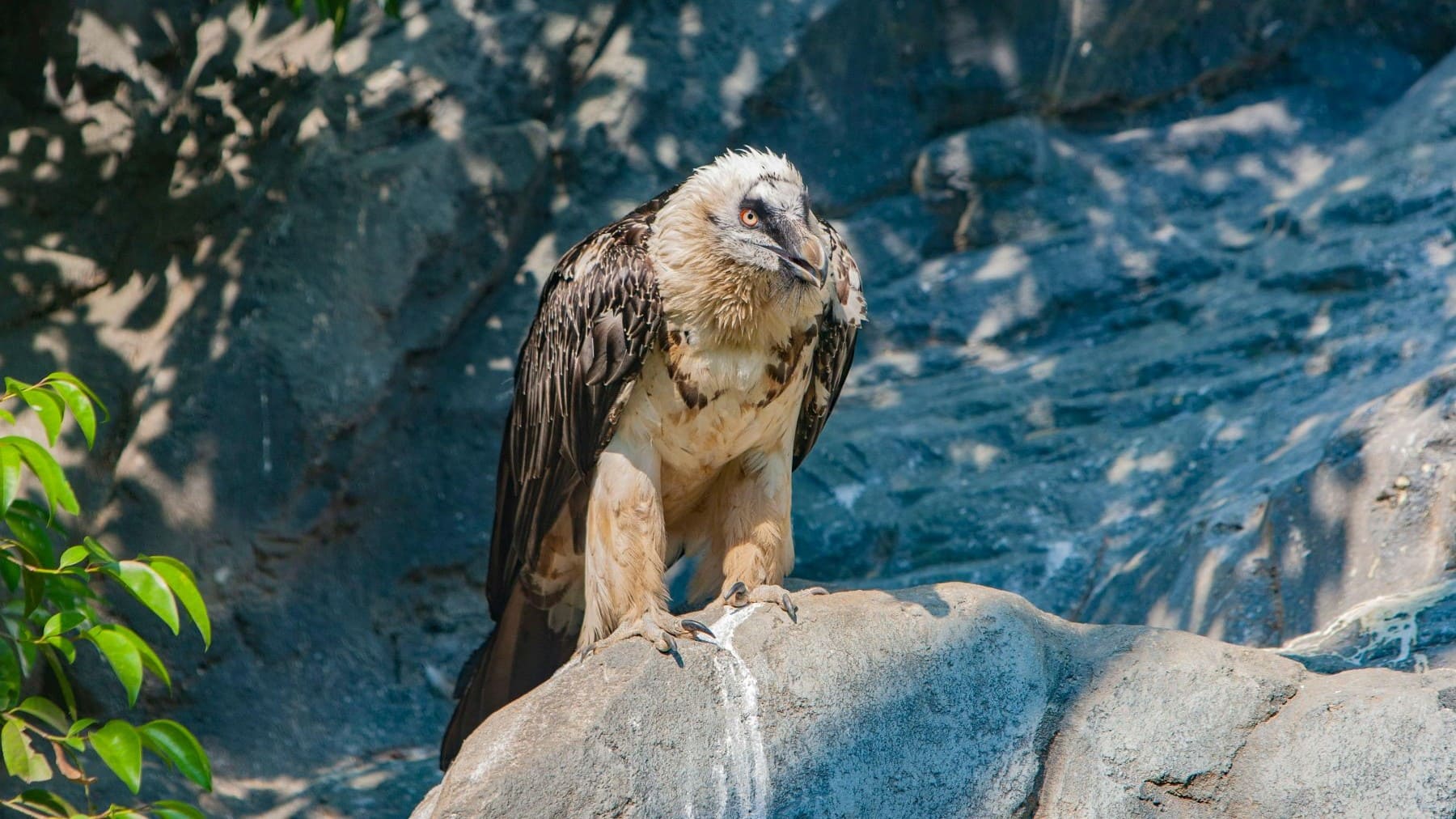 Quebrantahuesos en Picos de Europa en peligro por tendidos eléctricos