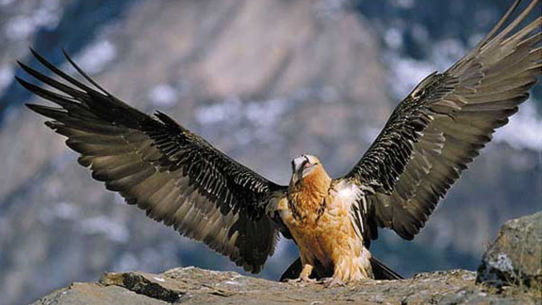 Nacen dos quebrantahuesos en libertad en Picos de Europa