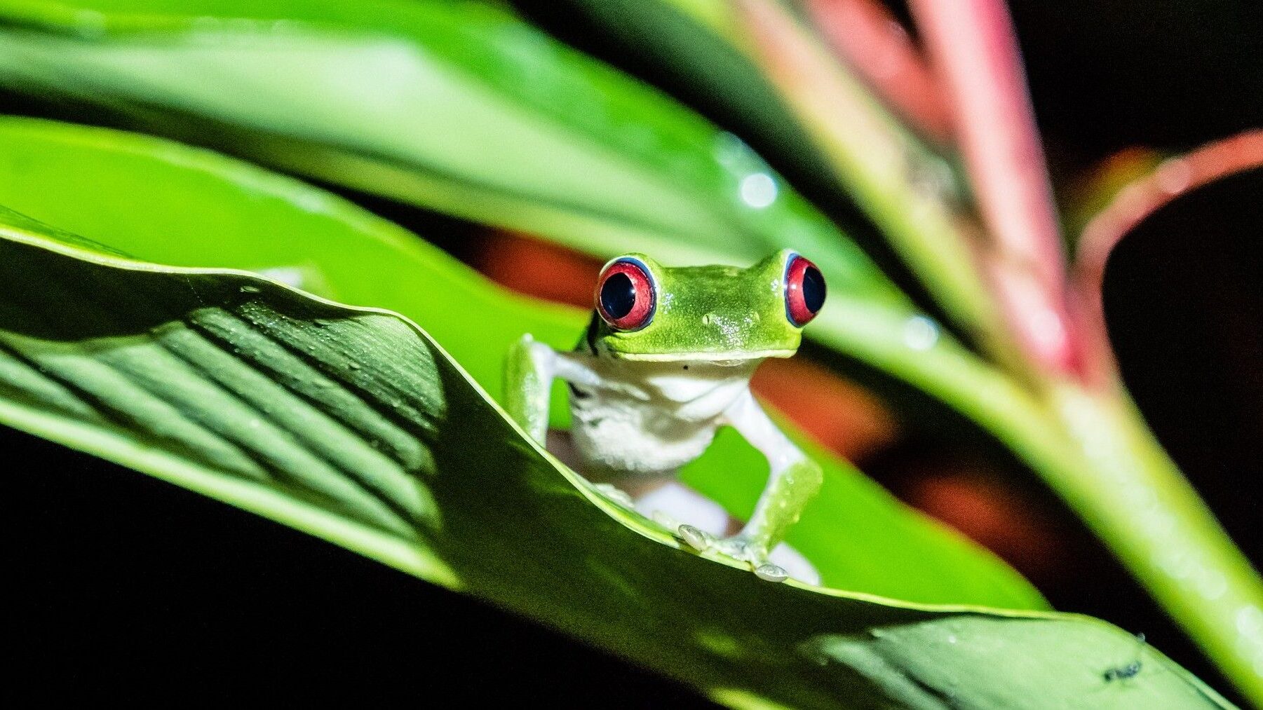 Nicaragua exporta casi 30000 animales exóticos en 2026