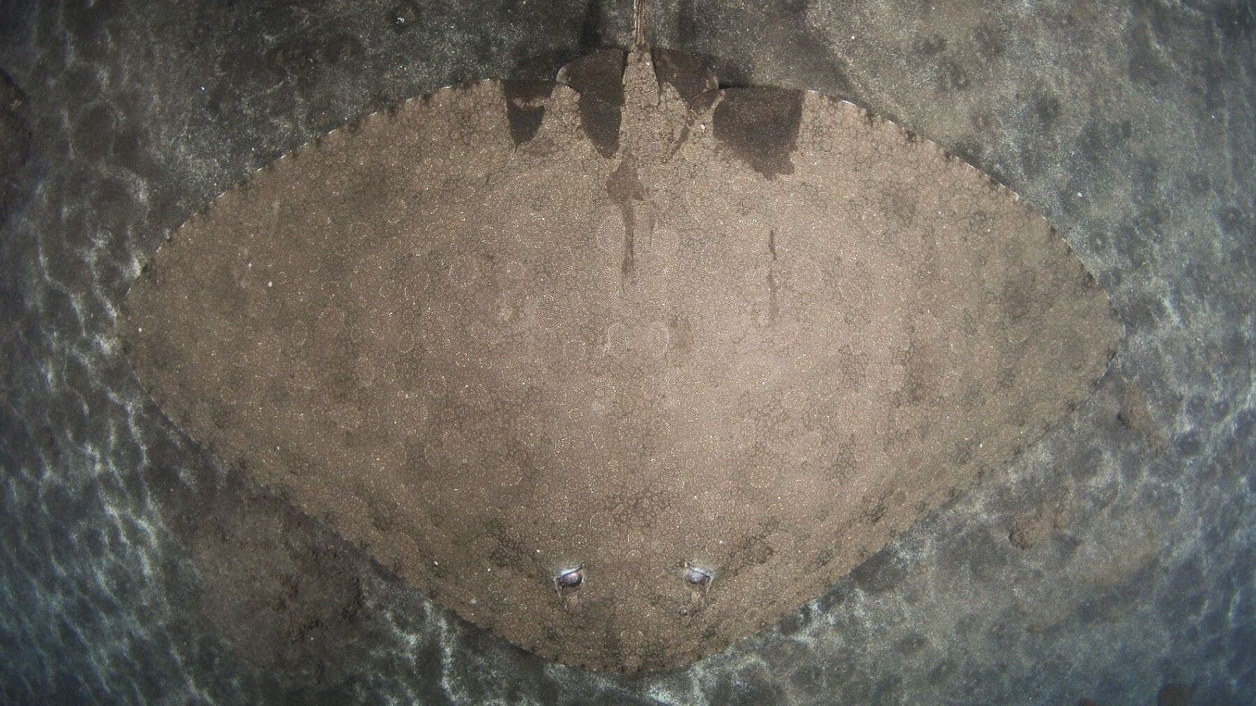 Oceanogràfic impulsa la protección de las rayas mariposa en peligro crítico