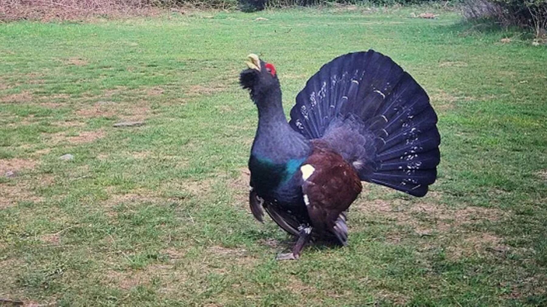 restricción de acceso por celo del urogallo en zonas críticas de León cantadero