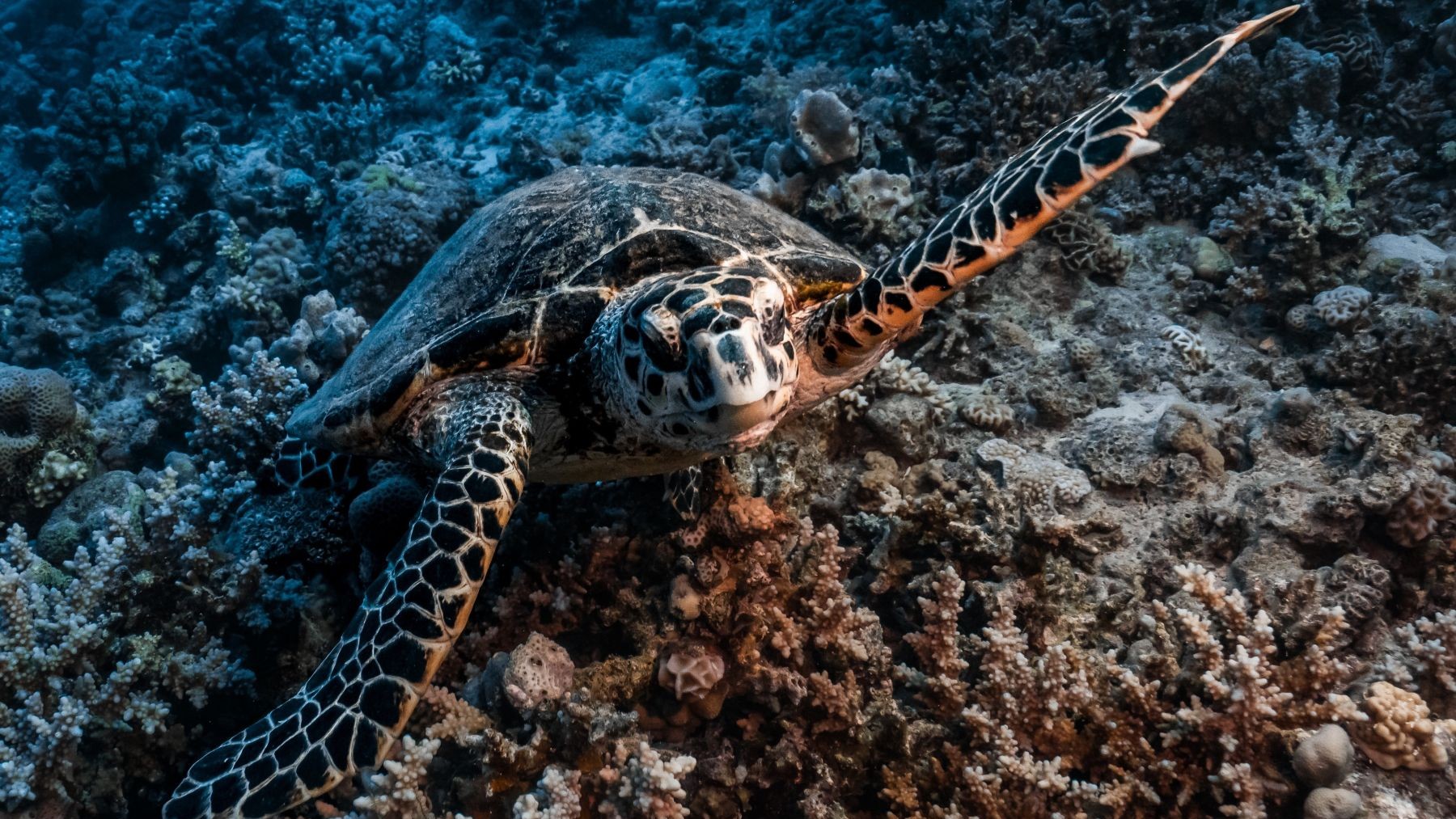 retirada de protección a especies en el golfo de México por petróleo cetáceos