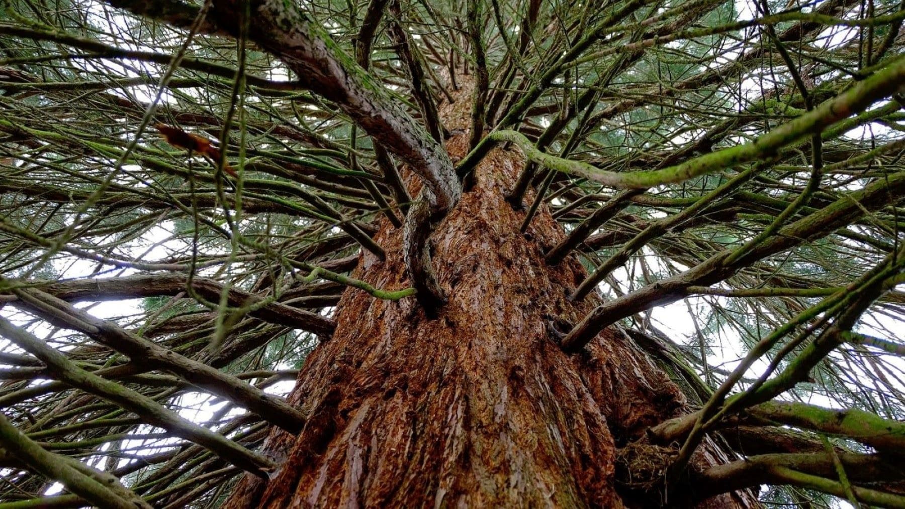 Retiran secuoya gigante de Valladolid del catálogo y autorizan su tala